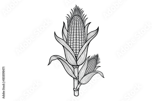 Ear of corn with leaves vector illustration in engraving style on transparent background.