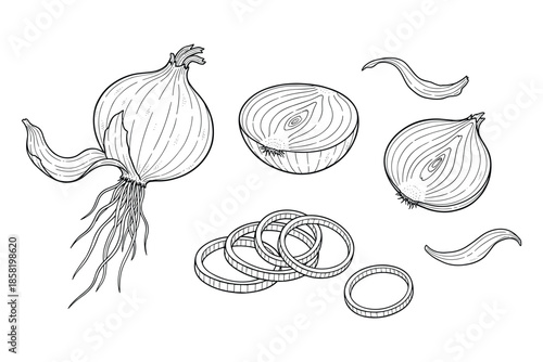 Onion monochrome line art vector drawing set whole half slice organic food healthy.