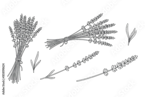 Lavender monochrome line art vector drawing set bunch flower stem organic aroma therapy.