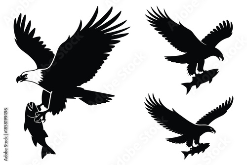 Four Black Eagles Carrying Fish Silhouettes bird flying
