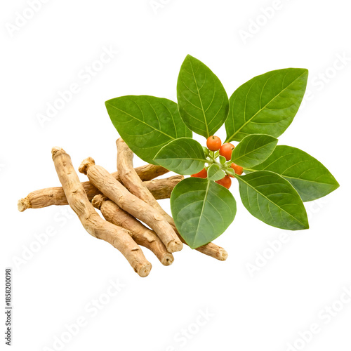 Fresh ashwagandha roots with green leaves isolated on transparent background.