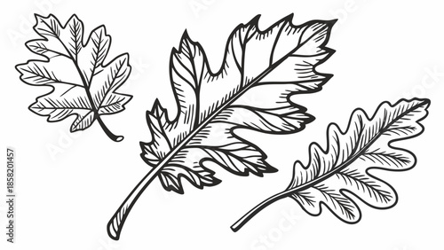 Autumn Oak Leaves Falling for Seasonal Marketing, Web Design, and Nature Projects Evoking Warmth and Natural Beauty