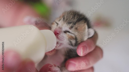 Close up of feeding newborn cute  cat with a bottle of kitten milk 