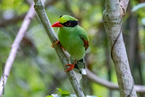 The Scarlet-backed Flowerpecker on a branch
