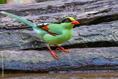 The Common green magpie on a timber