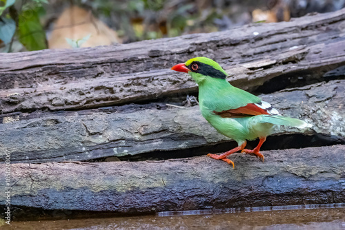 The Common green magpie on a timber