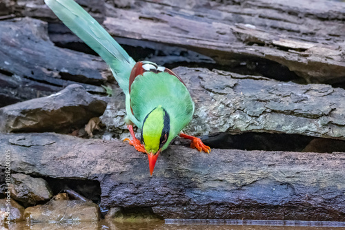 The Common green magpie on a timber