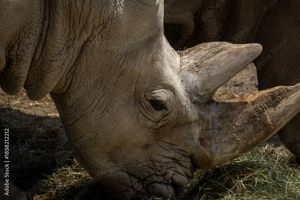 Fototapeta premium Close-up of a rhinoceros eating grass, detailed view of a large wild mammal with textured skin and horn.