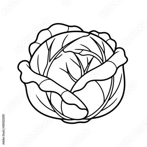Vector illustration of a cartoon cabbage vegetable isolated on white background with a seamless floral leaf pattern design