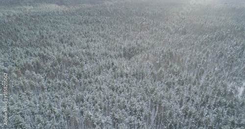 Aerial backward fly over frozen mixeb forest with pine and birch trees