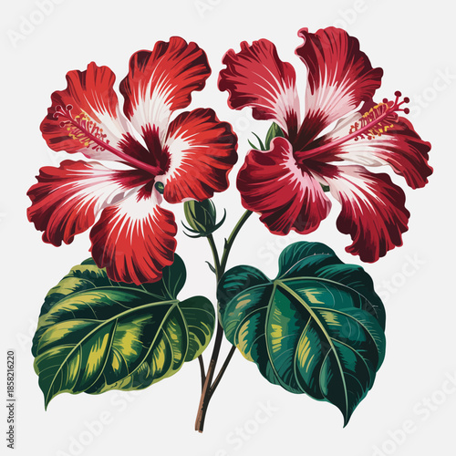 This striking image displays two beautiful hibiscus flowers in full bloom, featuring vivid red petals that contrast elegantly with lush green leaves.