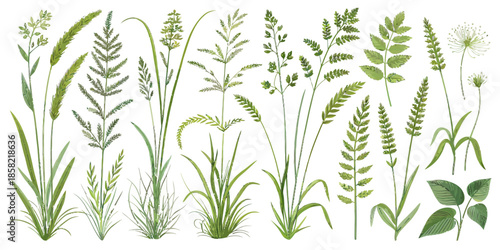 Variety of wild grasses and plants on white background