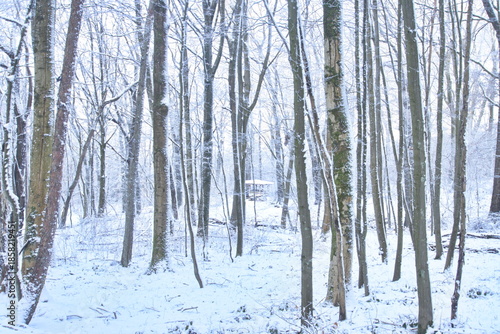 A quiet winter forest covered in fresh snow, with tall fir trees and bare deciduous trees. Soft winter light creates a calm, cold atmosphere, showing untouched nature, silence, and seasonal beauty.