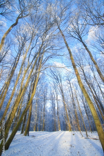 A quiet winter forest covered in fresh snow, with tall fir trees and bare deciduous trees. Soft winter light creates a calm, cold atmosphere, showing untouched nature, silence, and seasonal beauty.