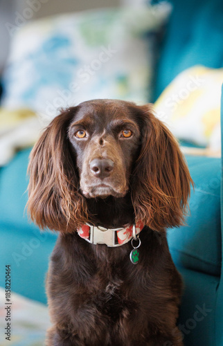 Boykin Spaniel dog portrait in front of colorful teal couch, indoors.
