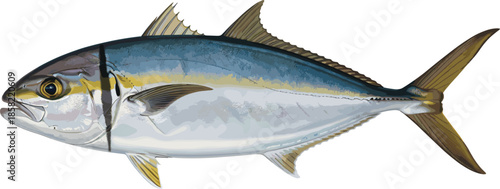 Realistic tuna fish vector illustration with detailed scales and fins isolated on white background for seafood design