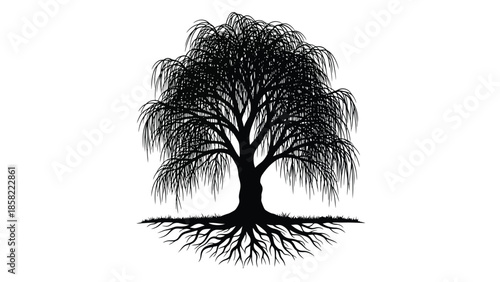 Detailed black and white illustration of a weeping willow tree with visible roots