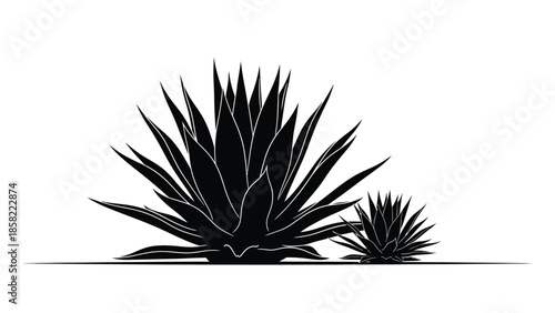 A striking silhouette of agave plants against a plain white background