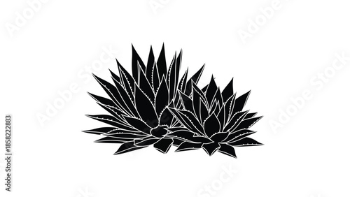 A striking black and white illustration of agave plants with sharp leaves