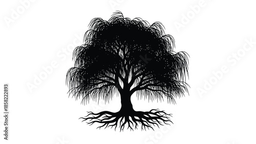 Detailed black and white illustration of a weeping willow tree with sprawling roots