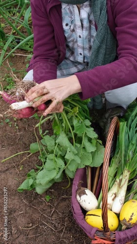 Female farmer kneeling in a field and harvesting a bunch of fresh radishes. A wicker basket full of organic vegetables is beside her