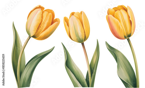 Blooming red tulips with long stems in natural watercolor painting.