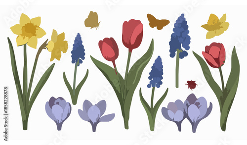 Spring garden hand drawn vector collection with daffodil tulip crocus muscari flowers and insects
