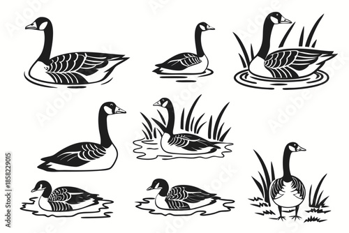 Placeholder image display