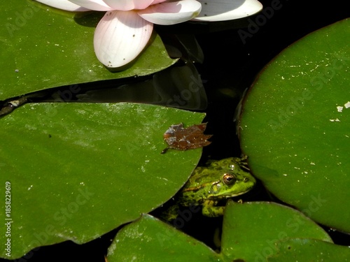 Green Frog Hiding Among Water Lily Leaves