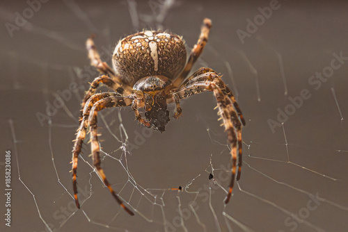 Sie hängt da wie eine Wächterin der Stille.
Ein Körper aus Geduld, acht Beine voller Präzision,
gespannt zwischen gestern und morgen.