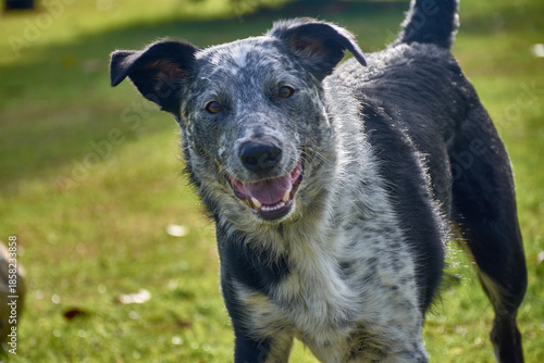 Closeup of a gray and black spotted canine with an intelligent and friendly look in an outdoor field setting in sunlight