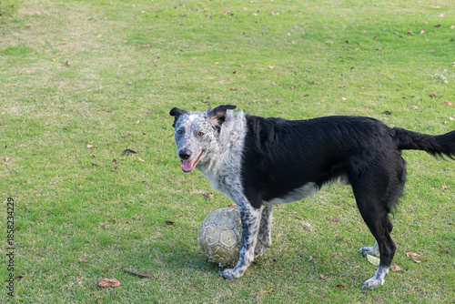 Closeup of a gray and black spotted canine with an intelligent and friendly look in an outdoor field setting in sunlight