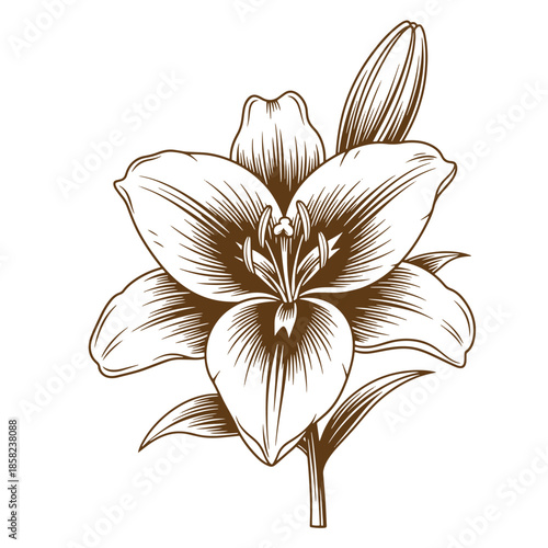 Vintage beautiful detailed illustration of a single lily flower with leaves  brown lines on white