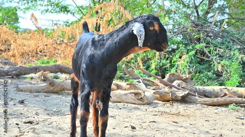 goat baby on sand desert, 