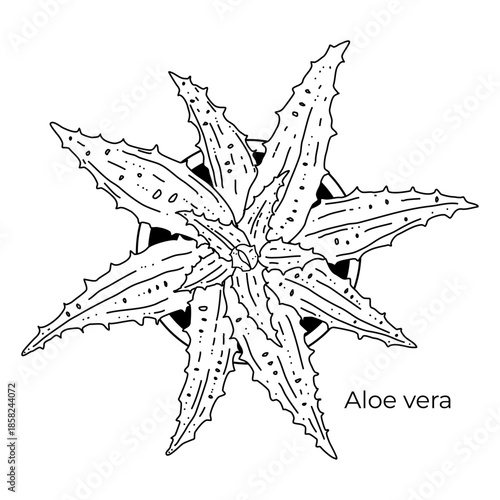 Detailed black line drawing of aloe vera plant in simple pot viewed from above with spiky succulent leaves and textured surface isolated on white perfect for botanical illustration, houseplant, logo.