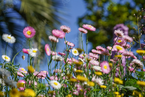 Obraz na plátne Everlasting Daisies in Bloom Featuring Pink, White, and Yellow Flowers in a Colo