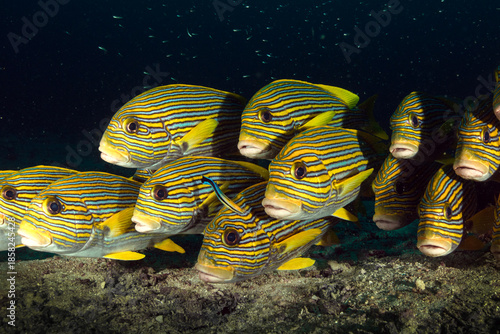 SWEETLIPS
Ribboned sweetlips (Plectorhinchus polytaenia), diving in Raja Ampat, West Papua
