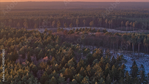 Obraz na płótnie Aerial view of a coniferous forest after felling during winter, with trees left for reforestation, illustrating forest management, timber harvesting, and the timber trade