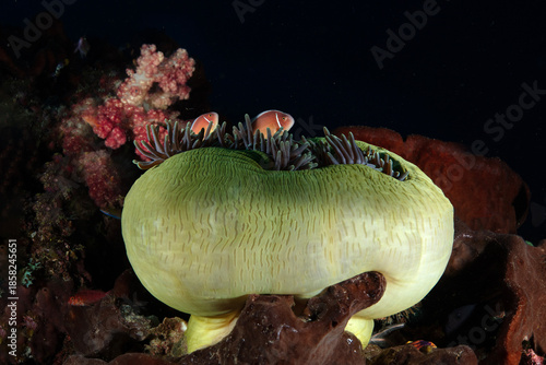 Couple of Pink Anemone fish. Photo was taken during diving in West Papua