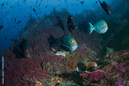 Beautiful underwater world of West Papua. Diving in Raja Ampat