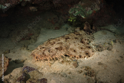 Wobbegong shark (carpet shark) was found during diving in West Papua
