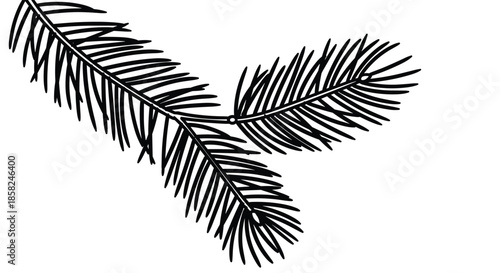 A simple black and white line art drawing of a lush fir or pine tree branch ideal for Christmas and winter holiday decorations.