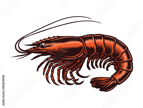 illustration of a large prawn shrimp.