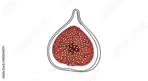 A minimalist line art illustration of a fig sliced in half showing the intricate pattern of seeds inside with a touch of color.