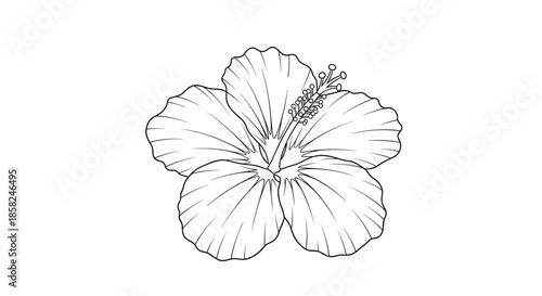 A beautiful and detailed black and white line art illustration of a tropical hibiscus flower in full bloom showing every petal.