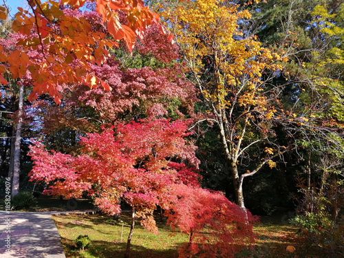 Beautiful red autumn cherry blossoms in a park in the rays of the sun against a blue sky