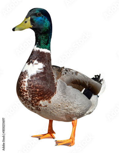 Mallard duck standing with green head plumage, green neck feathers, orange webbed feet, transparent background