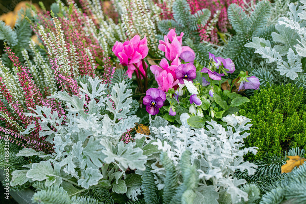 Obraz premium A purple violet in combiation with heather, cyclamen and other greenery as grave decoration.