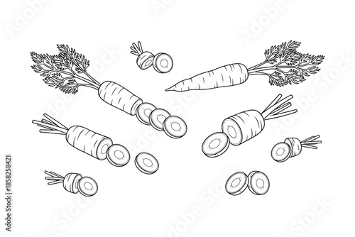 Carrot vector illustration of fresh vegetables, carrot slice, and carrot with green leaves.
