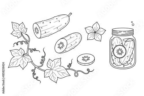 Cucumber vector illustration of fresh vegetables, cucumber slice, and pickled cucumbers